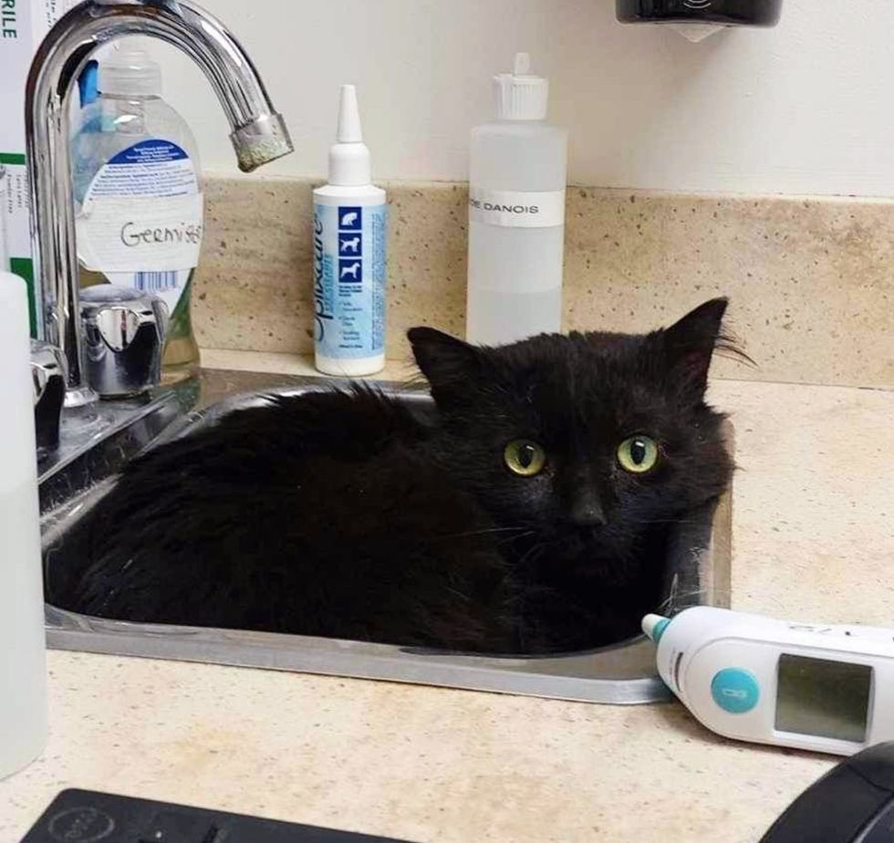 black cat hiding sink