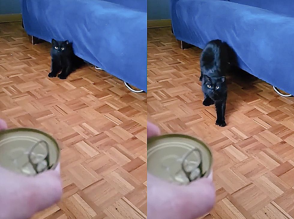 cat hear can opening