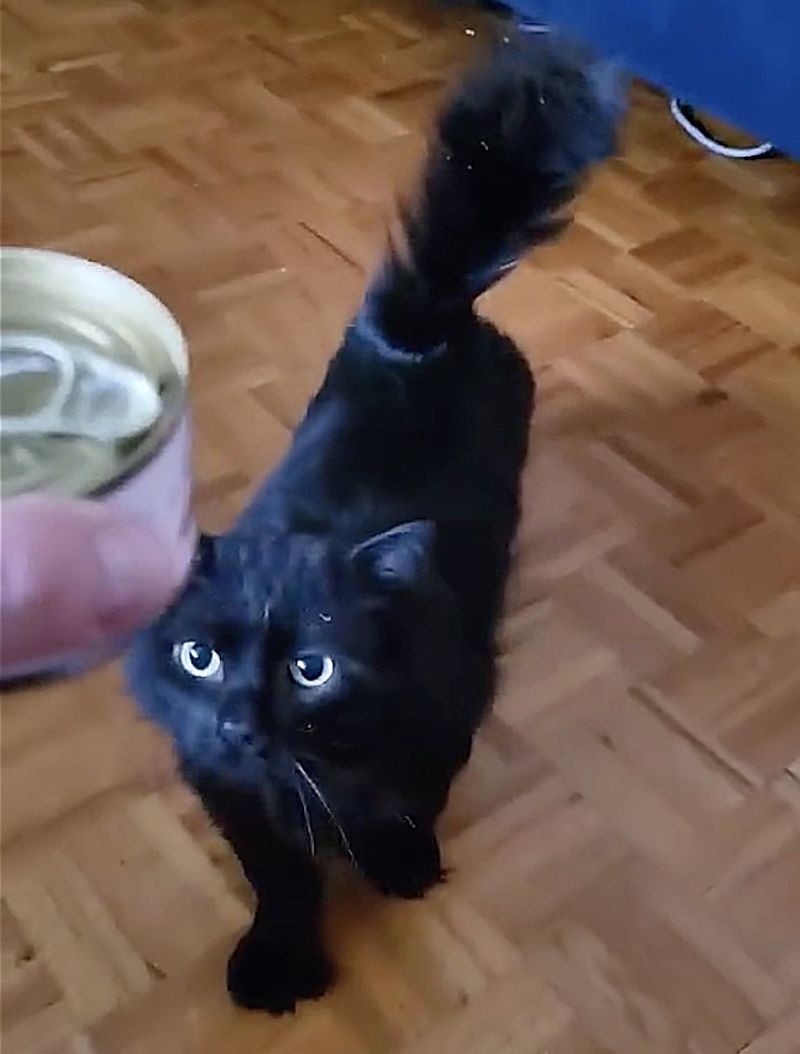 cat approaches food