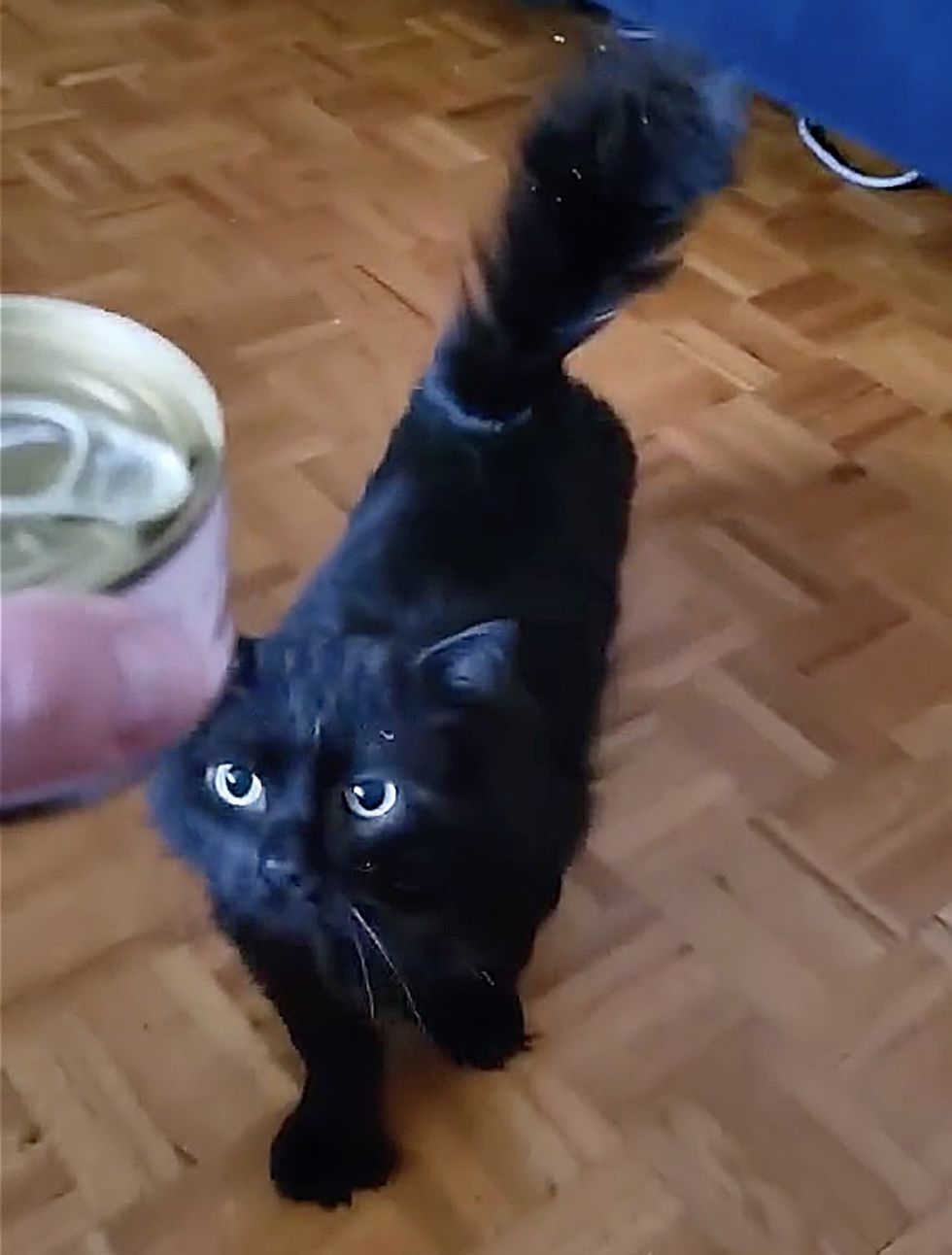 cat approaches food