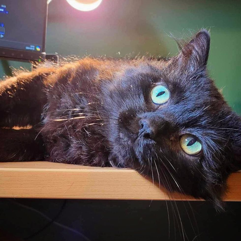 cat lying on desk