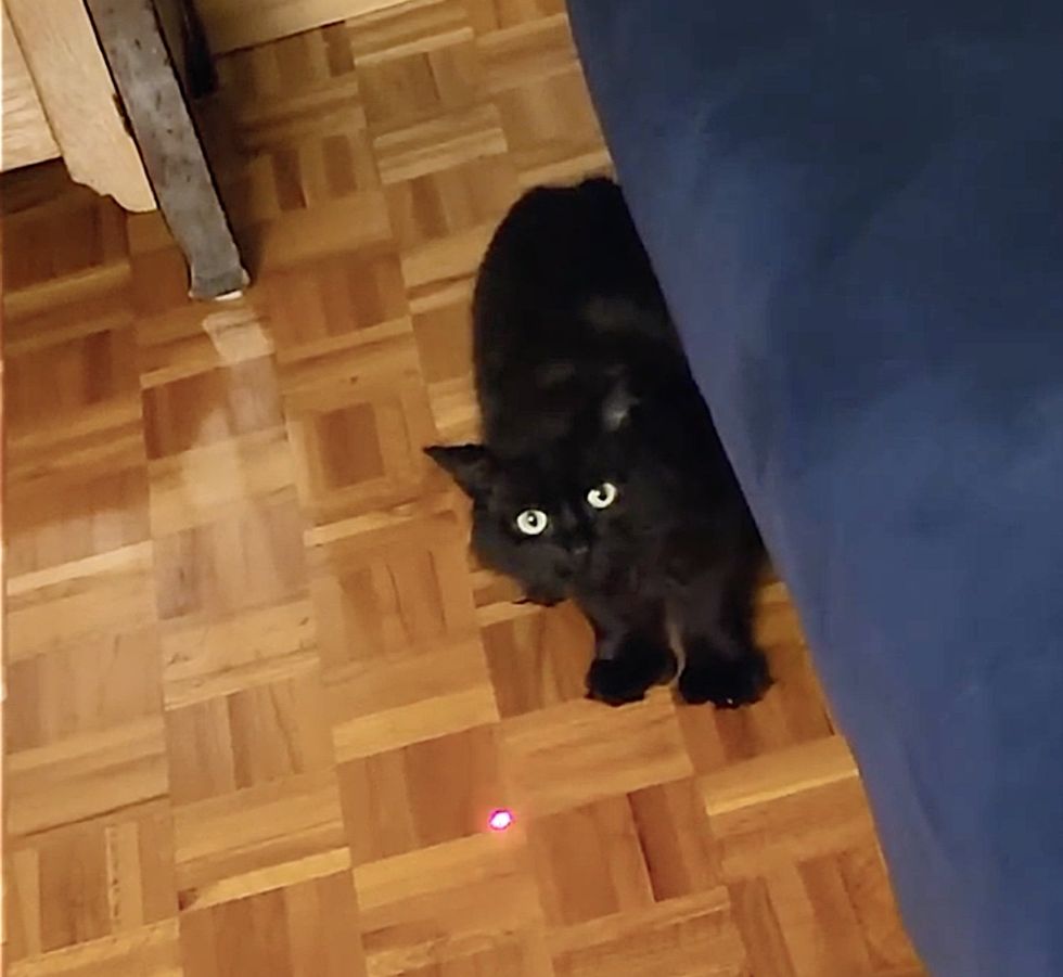 cat plays laser toy