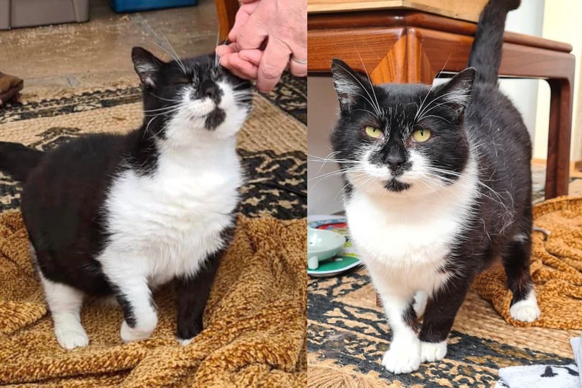 Cat Roams Around Town and Finally Steps into a House, He Turns Out to Be the Gentlest Soul