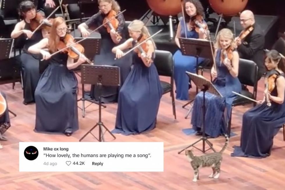 Cat who walks onto the stage during orchestra concert becomes surprise star of the show