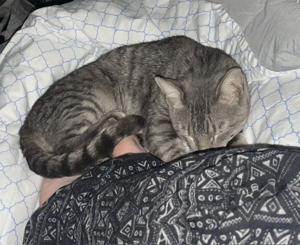 sweet sleeping cat snuggles