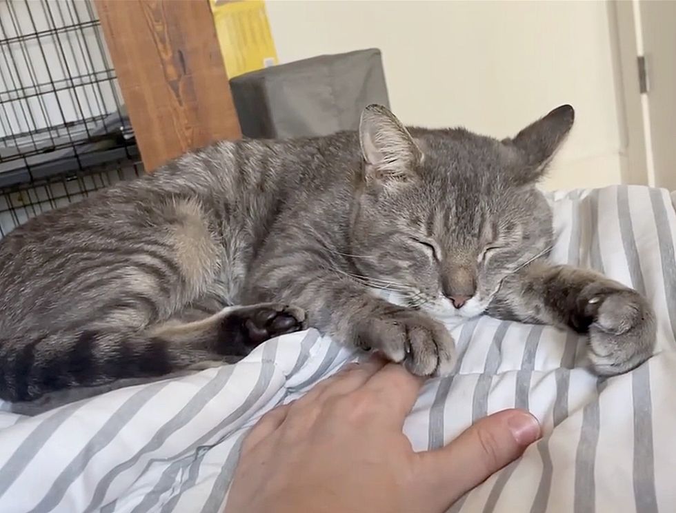sweet cat holding hands