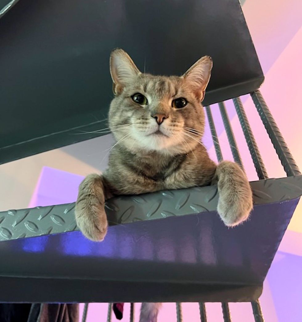 cat house supervisor