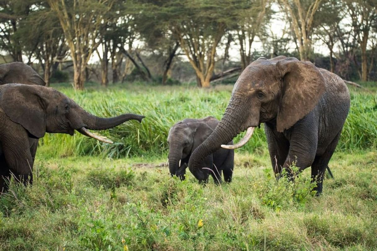 three elephants in kenya