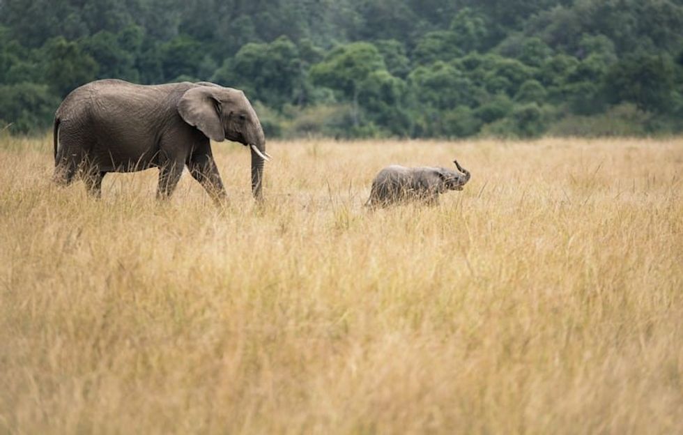 adult and baby elephant in a field