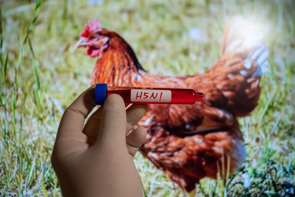 L’Europa fa incetta di vaccini per l’aviaria