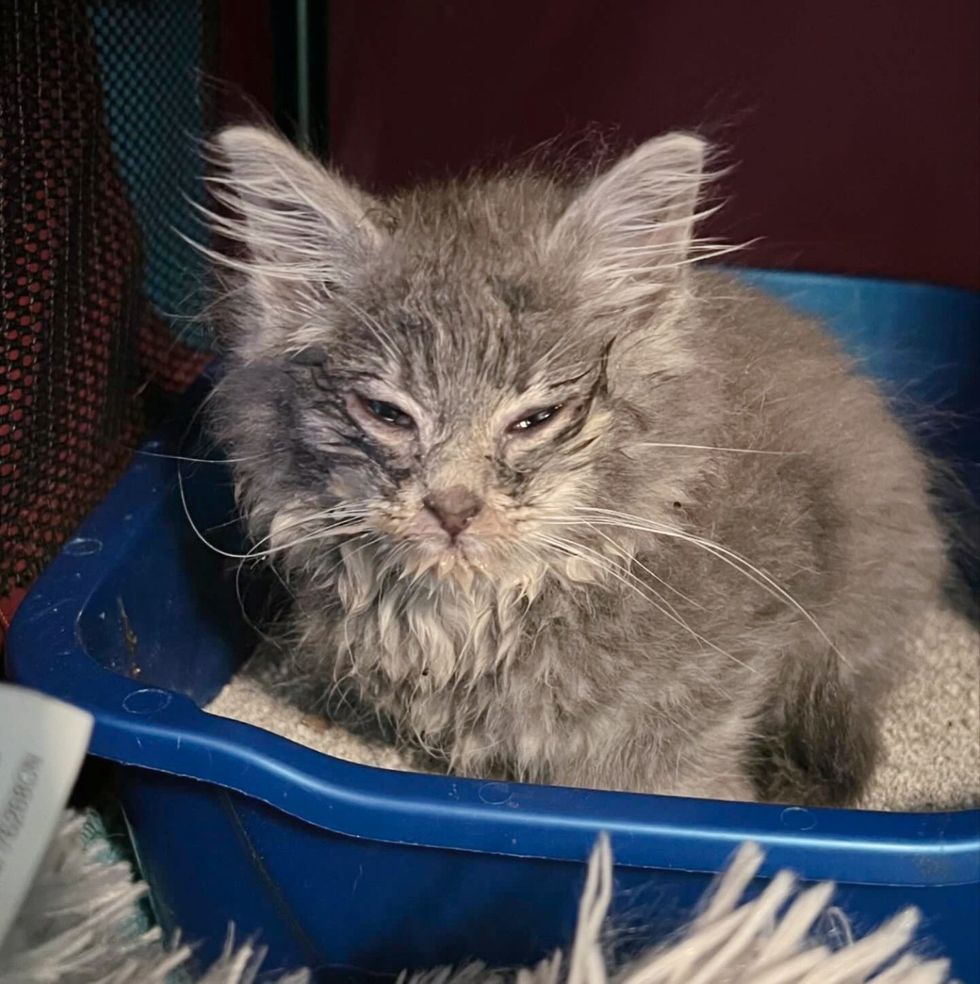 rescued kitten stray