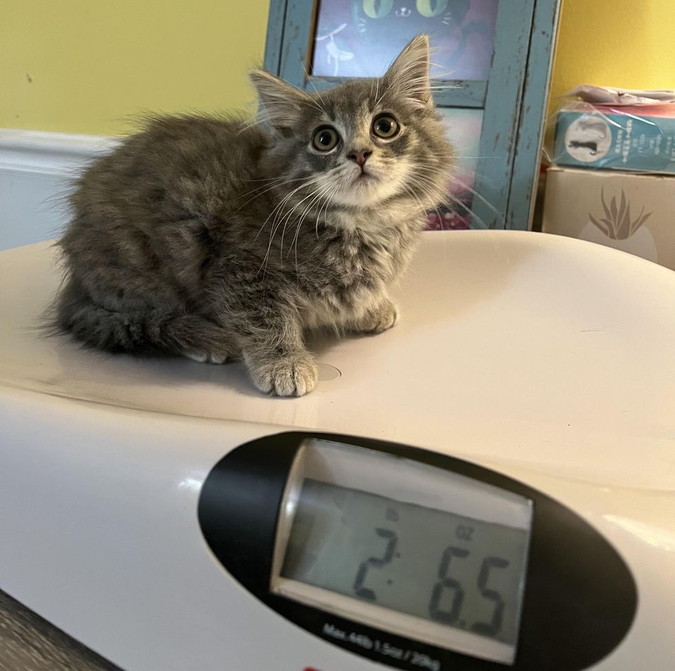 fluffy kitten scale