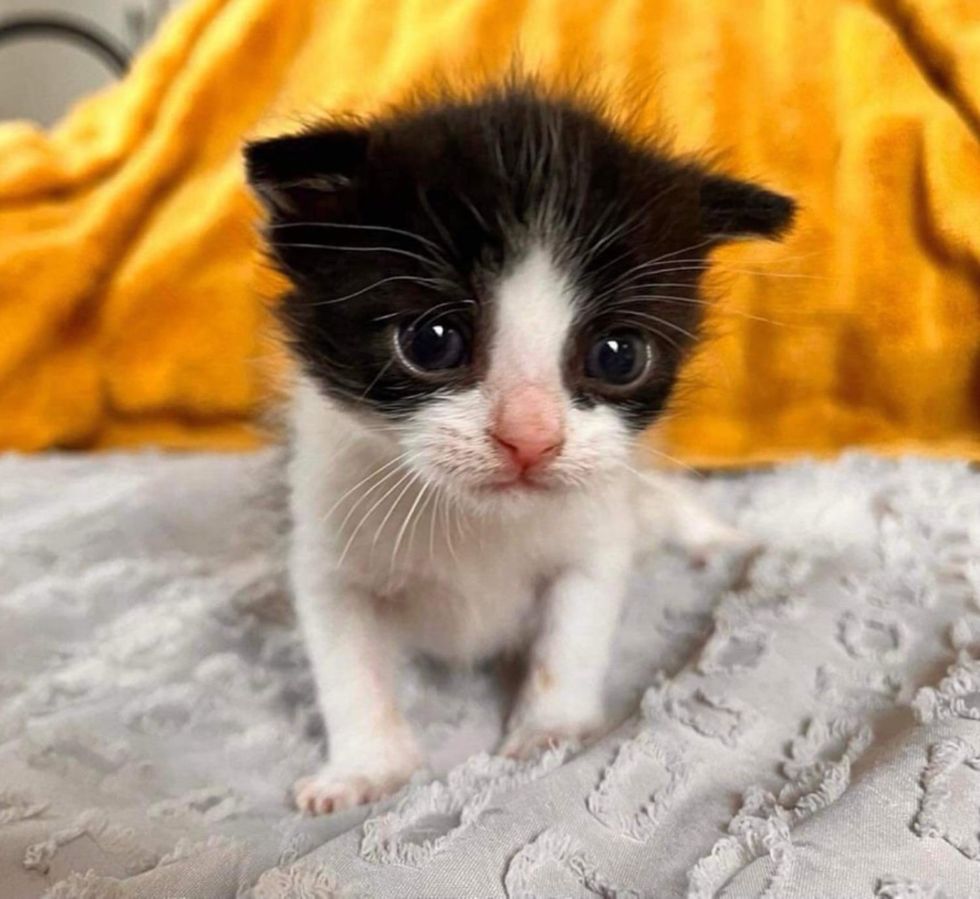 cute kitten sweet tiny