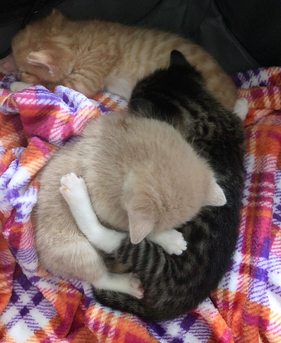 three kittens sleeping snuggles