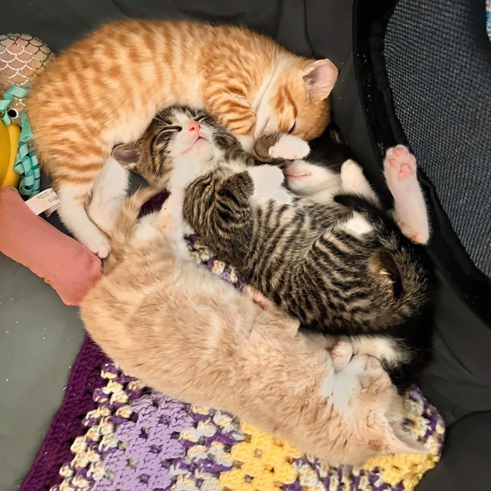 kittens snuggly sleeping pile