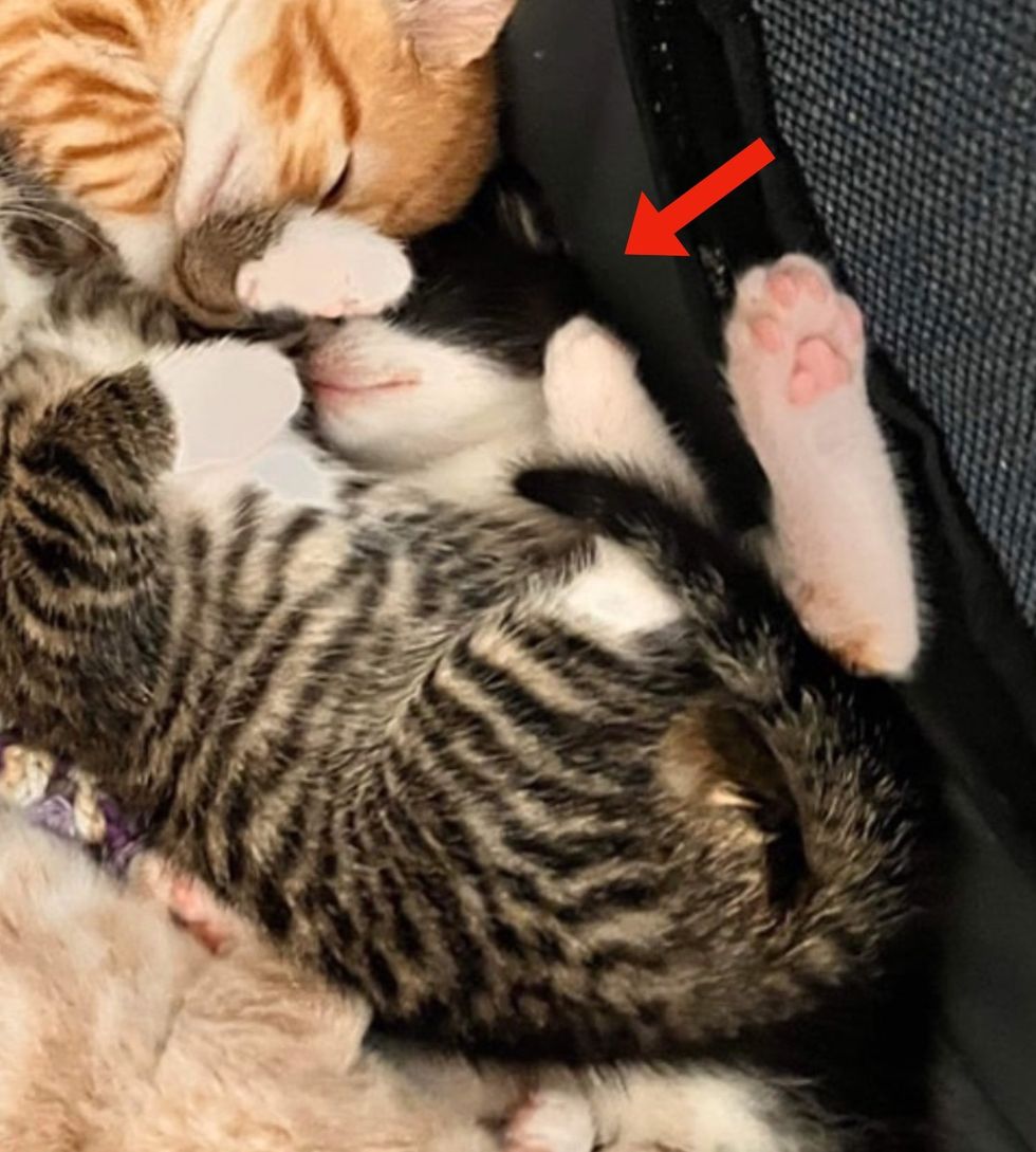 kittens snuggly pile