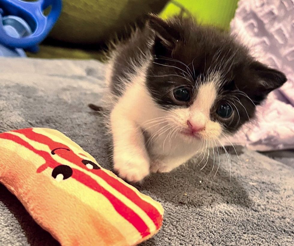 cute kitten big eyes