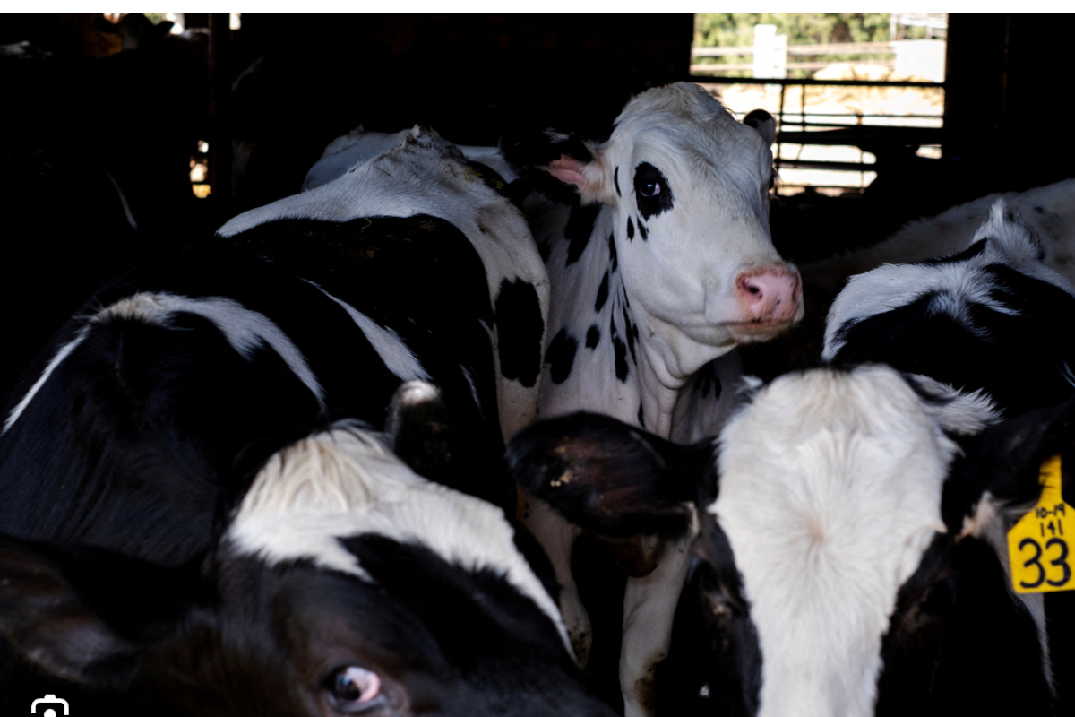 Amid Bird Flu Outbreak, Right Wing Loonies Push Raw Milk Consumption