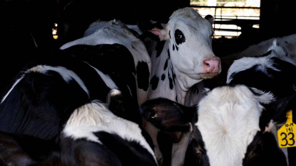 Amid Bird Flu Outbreak, Right Wing Loonies Push Raw Milk Consumption