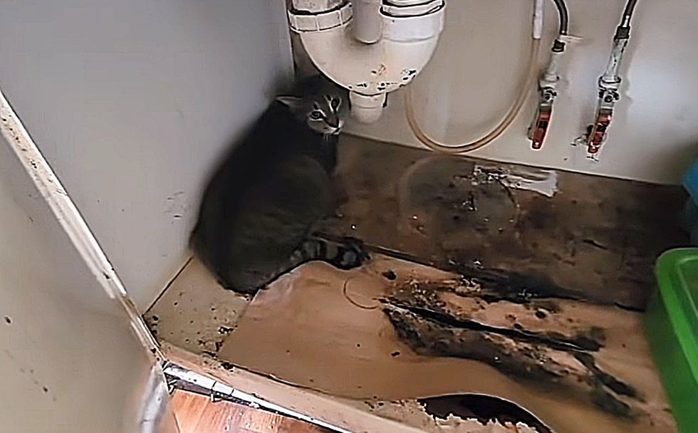 cat hiding sink