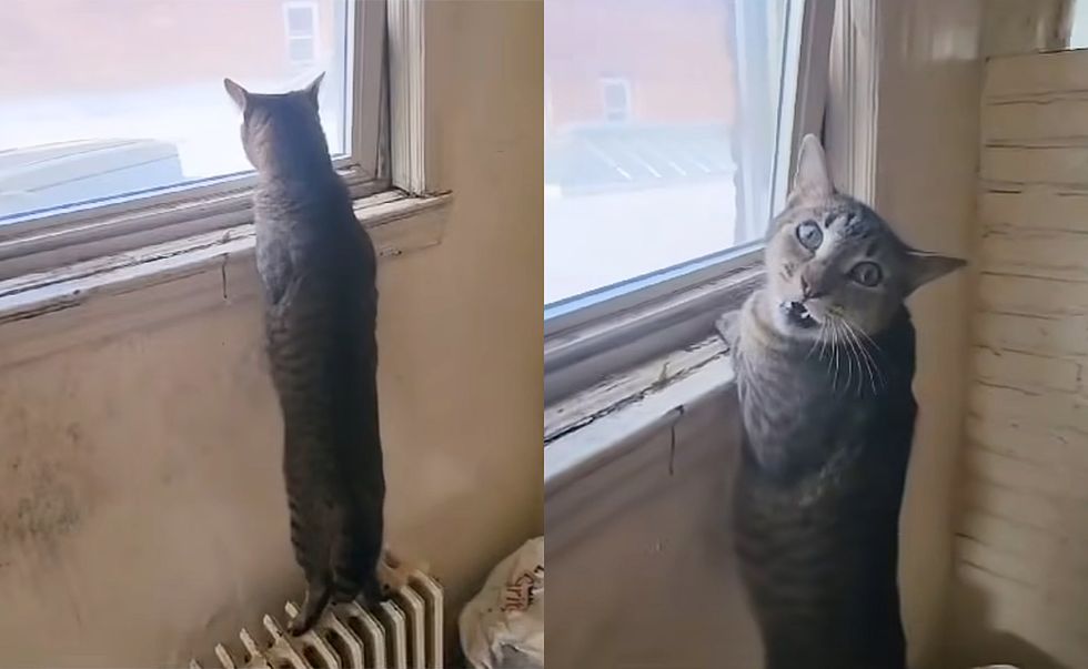 cat crying out window