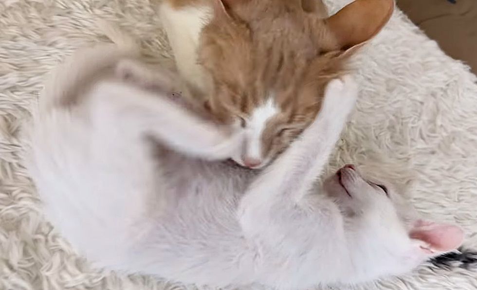 cat bathing kitten