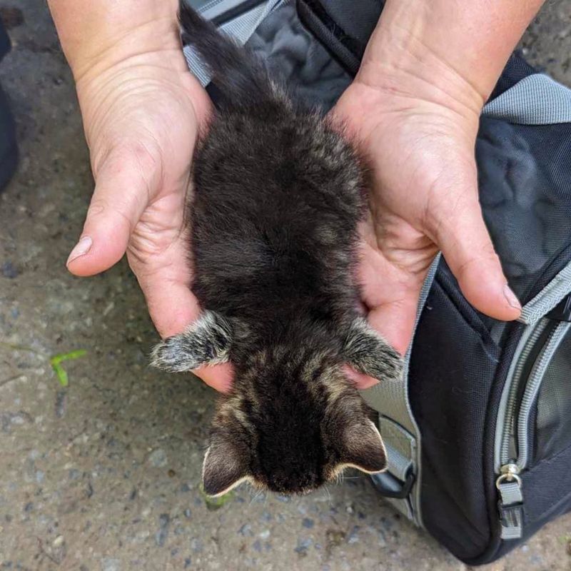 kitten stray front legs