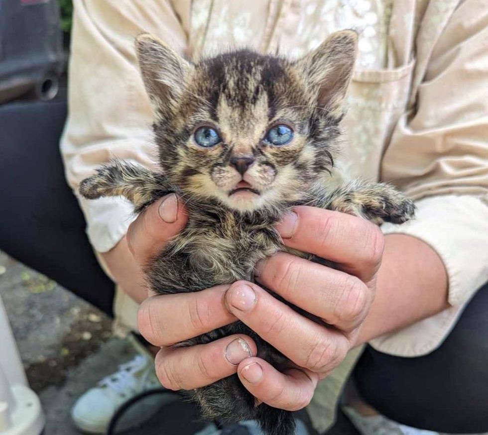 kitten paws tiny
