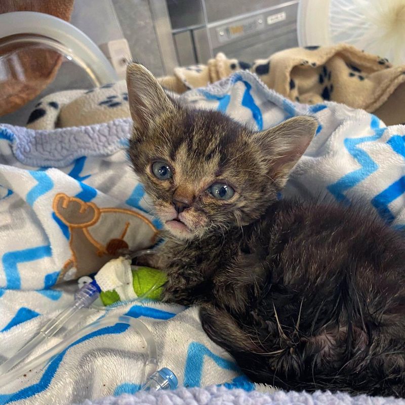 kitten hospital tiny