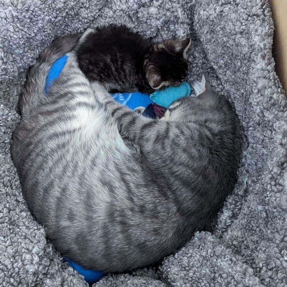 kitten cat snuggles
