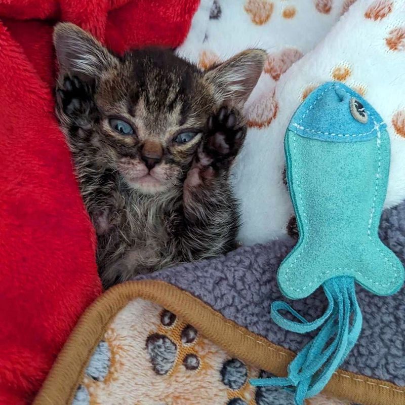 tabby kitten paws