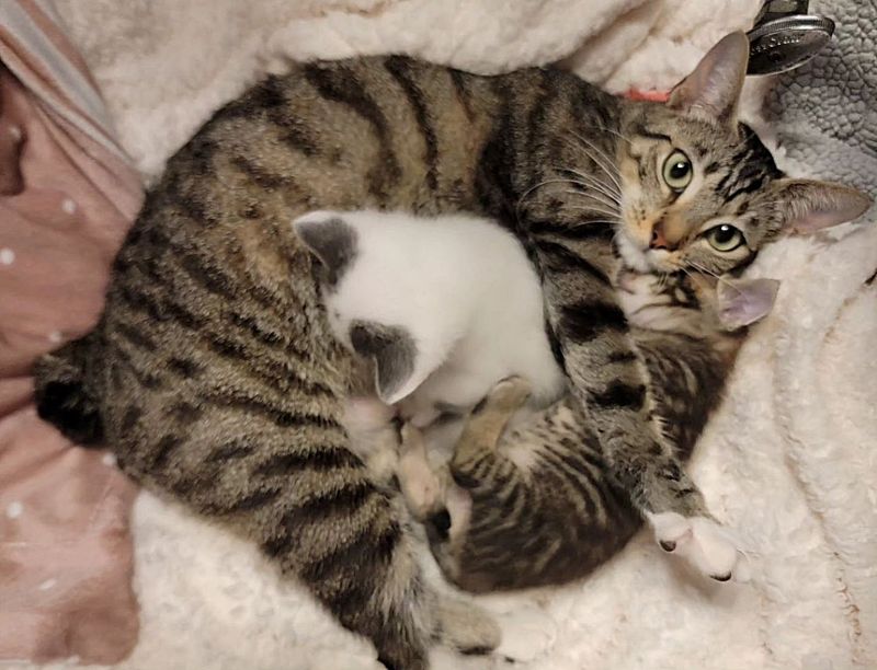 tabby cat nursing kittens