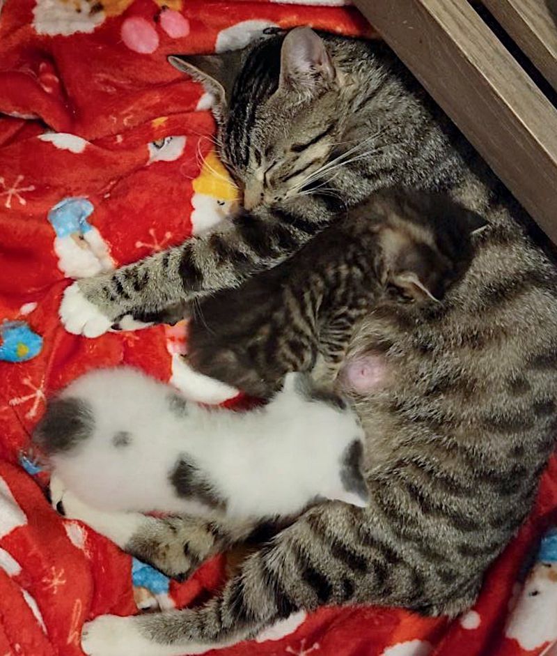 cat mother nursing kittens