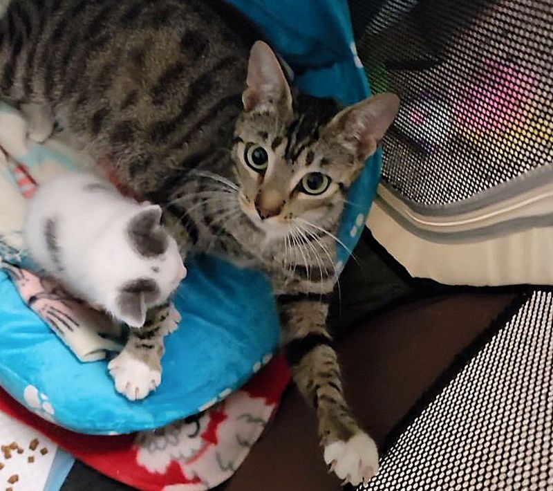 cat mom kitten