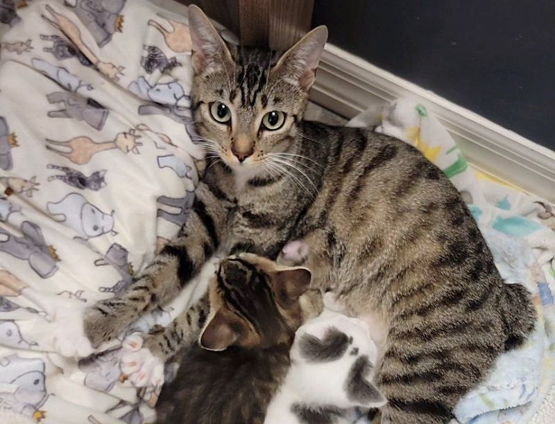 bobtail cat nursing kittens