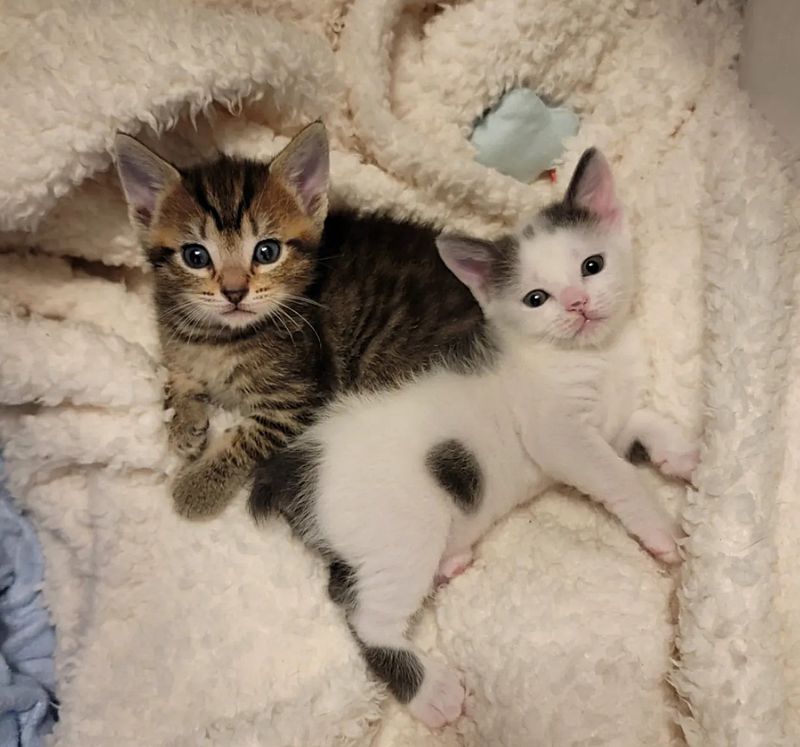 sweet kittens best friends