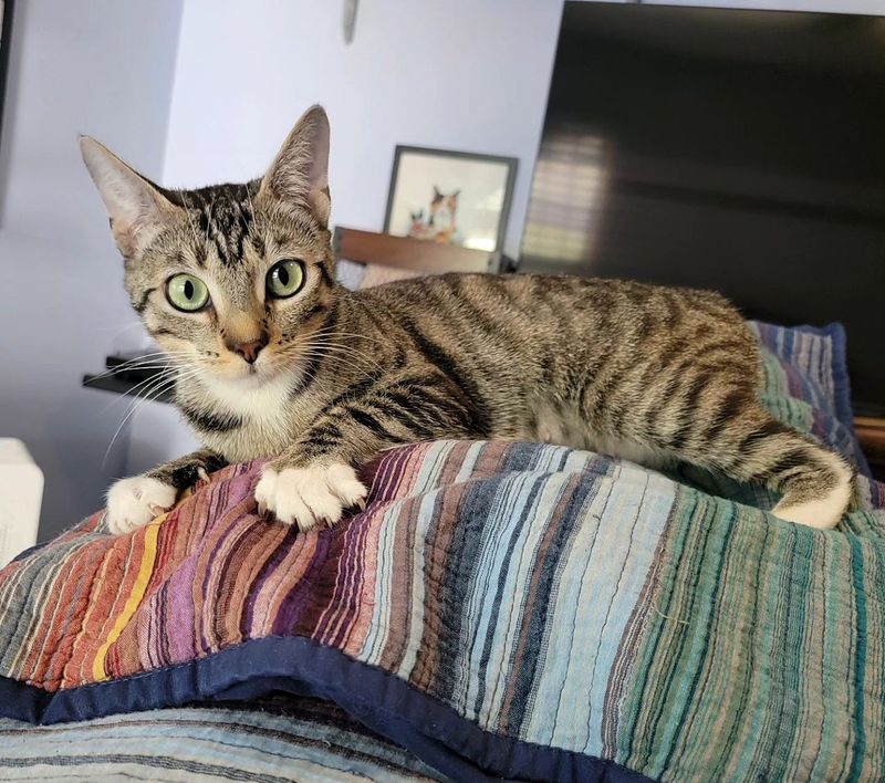 bobtail cat tabby