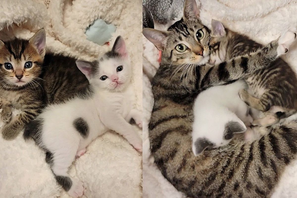 Cat Never Knew Life Indoors Until Kind People Let Her in and Saved Her Kittens, Changing Course of Her Life