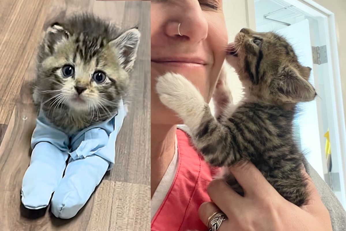 Kitten Remained so Calm While Receiving Help to Walk Again, Now He Dashes Around as Most Playful Cat