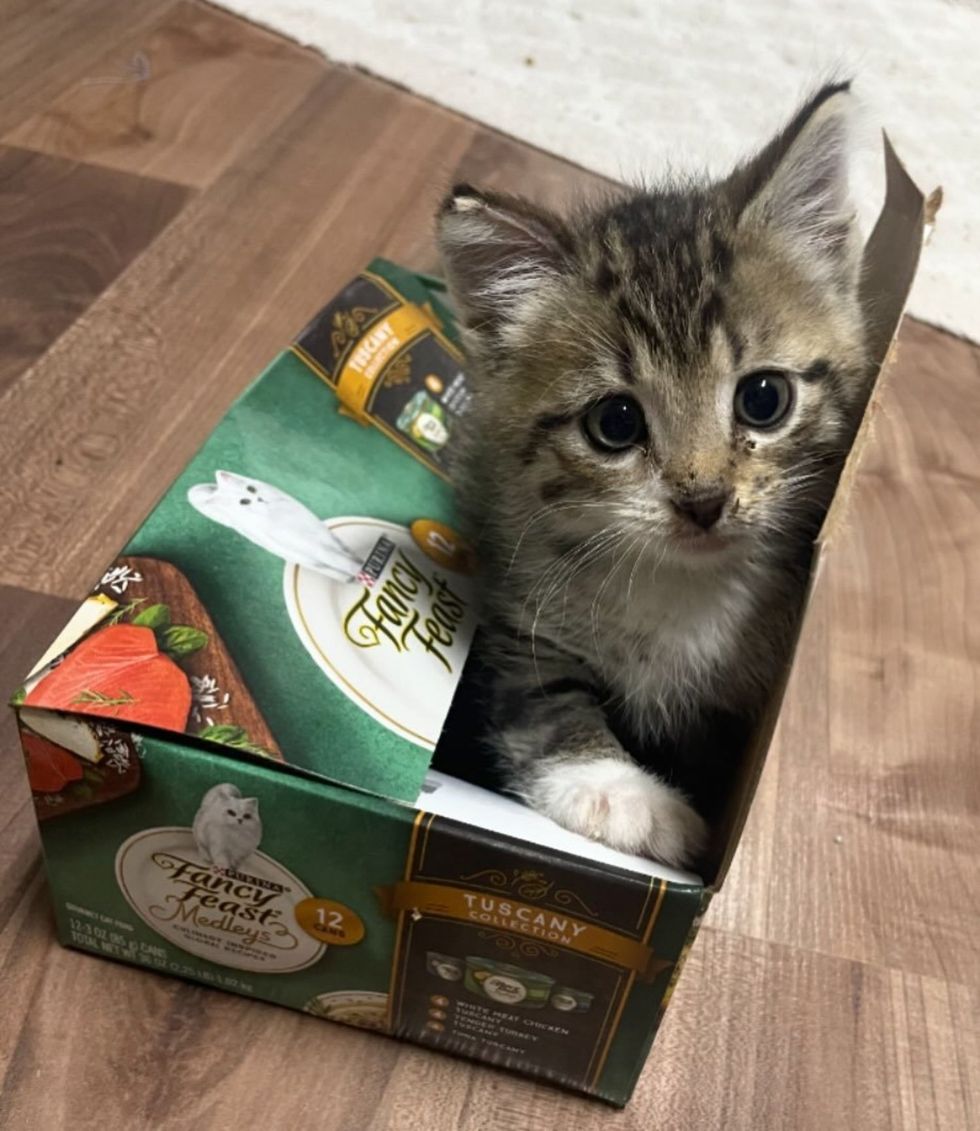 kitten cat box