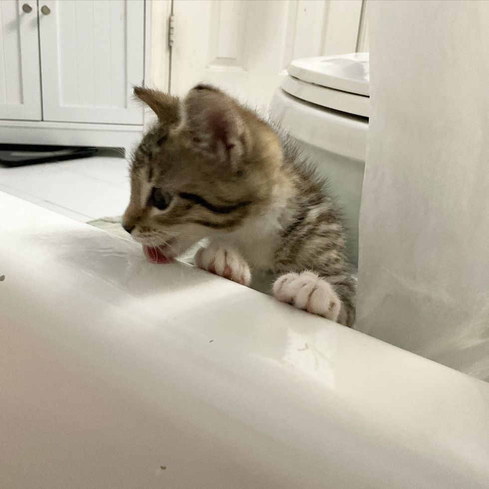 kitten bathroom tub