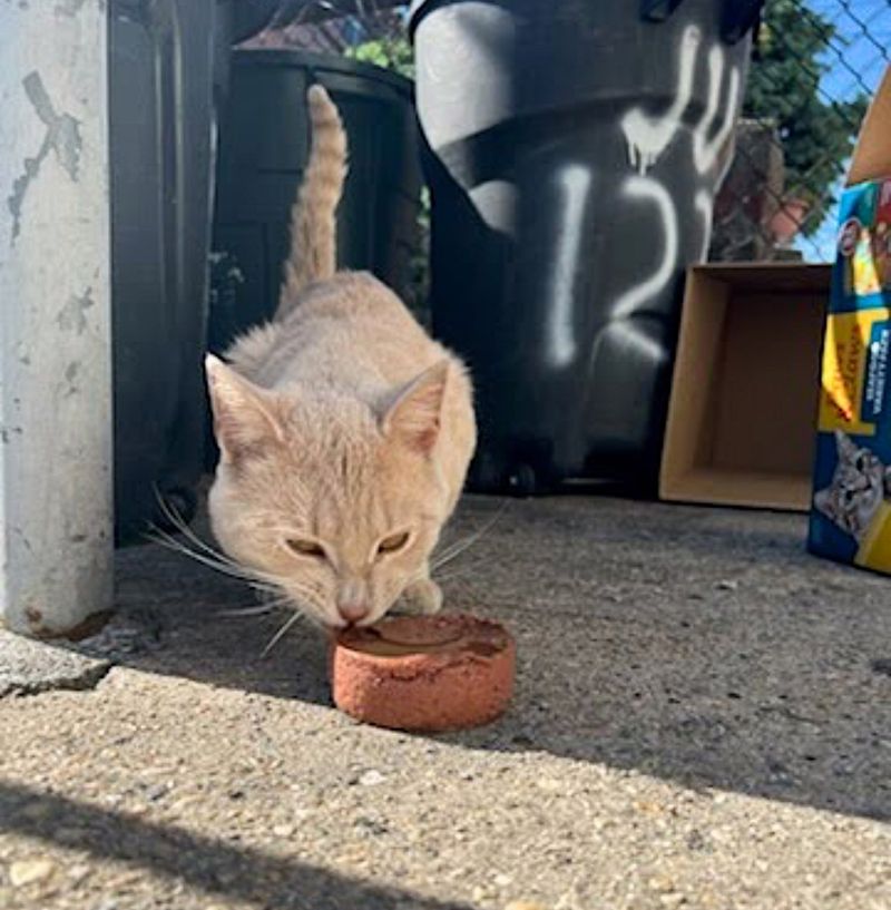 stray cat eating food