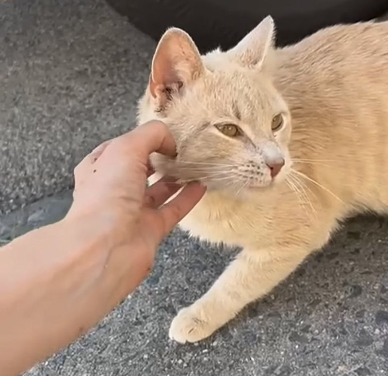 stray cat petting