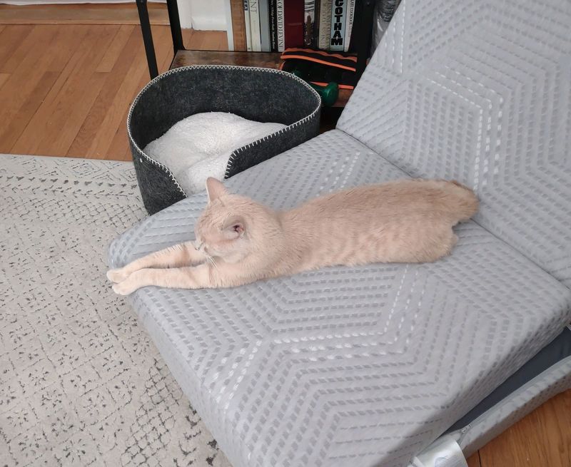 cream cat tabby chair