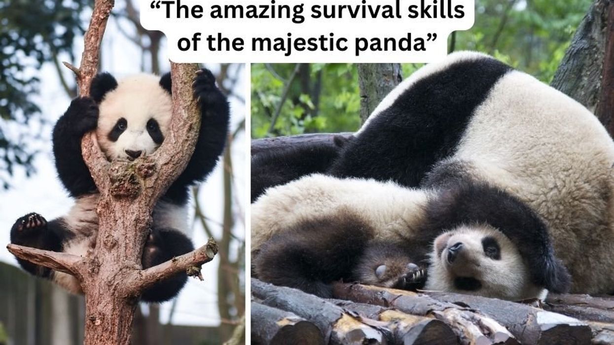 'Death by Panda' song is a fun parody of nature's goofballs - Upworthy, image size:1245x700