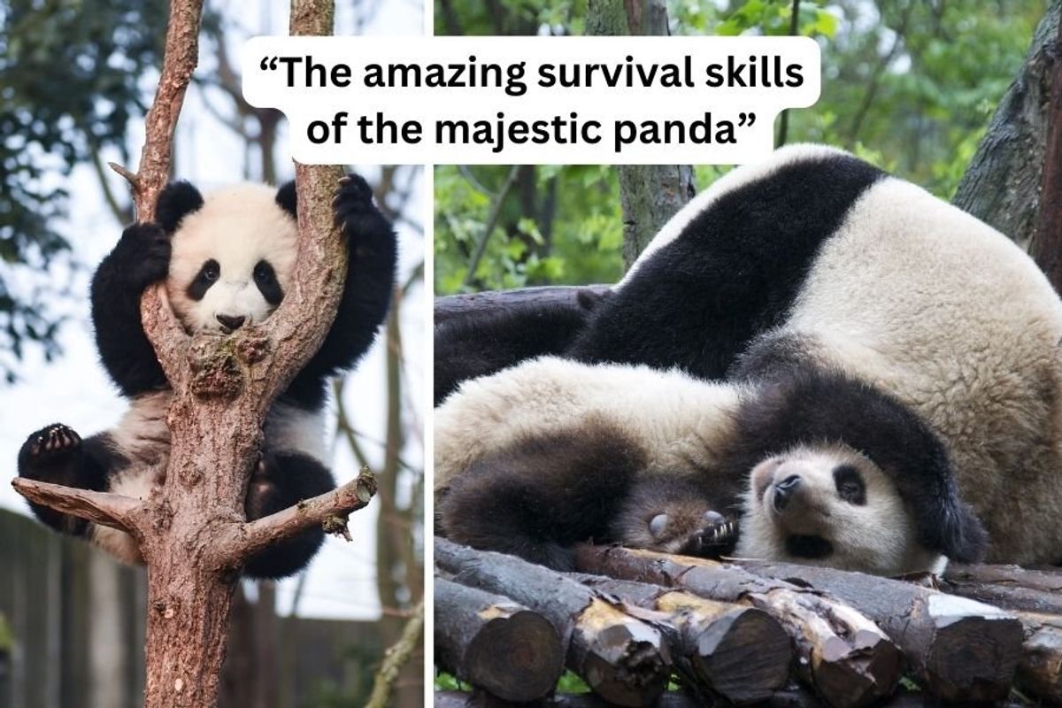 pandas