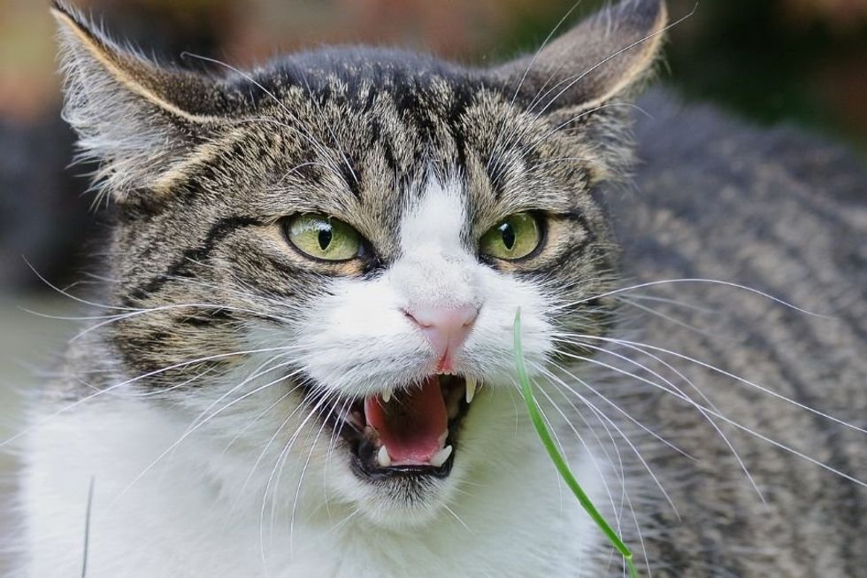 Watch 'aggressive' rescue cat completely transform with just one month of love and patience