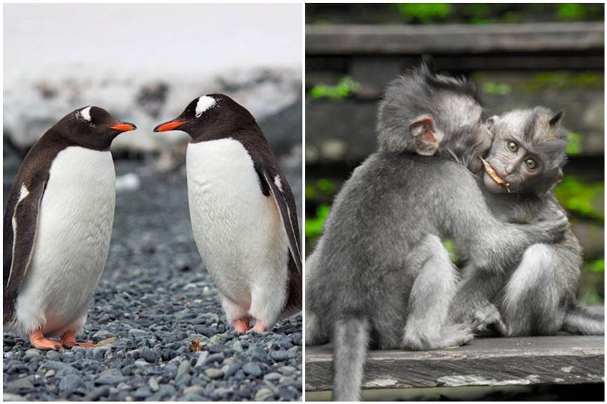 lgbtq, gay animals, homosexuality in nature