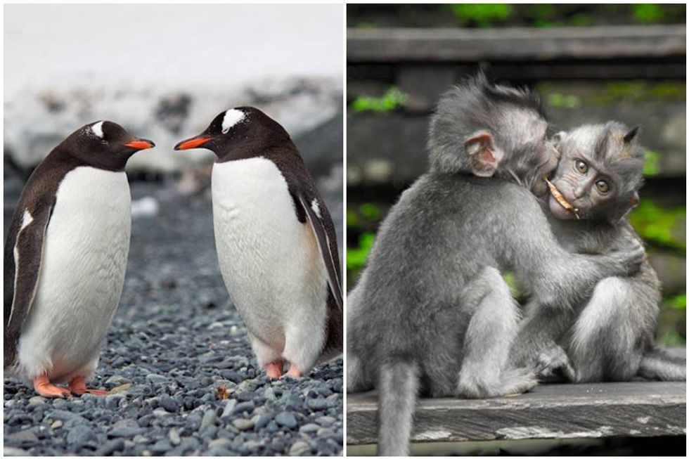'Normal and natural': Scientists admit the animal kingdom is a lot gayer than they thought