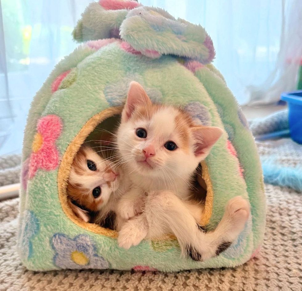 bonded kittens snuggles bed